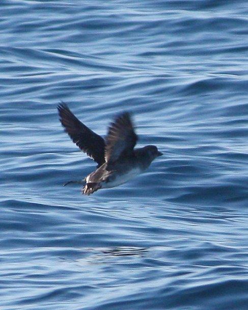 Cassin's Auklet Photo by Andrew Core