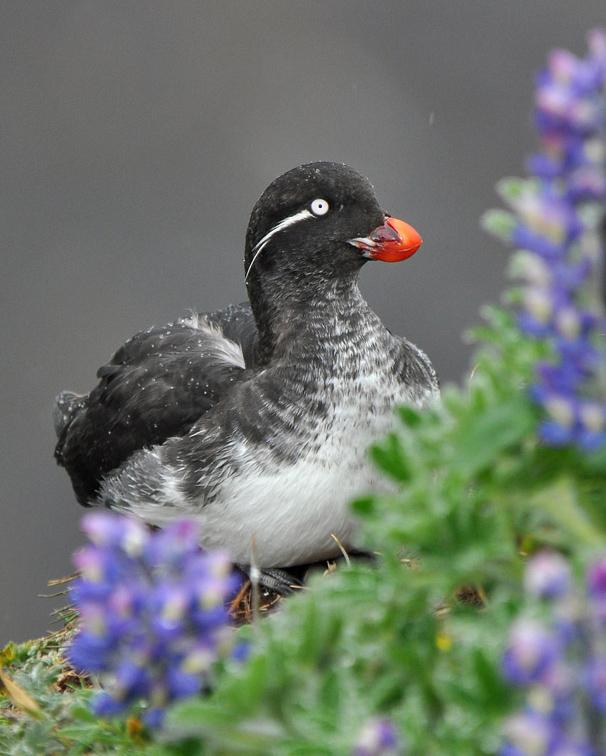 Parakeet Auklet Photo by Ryan P. O'Donnell