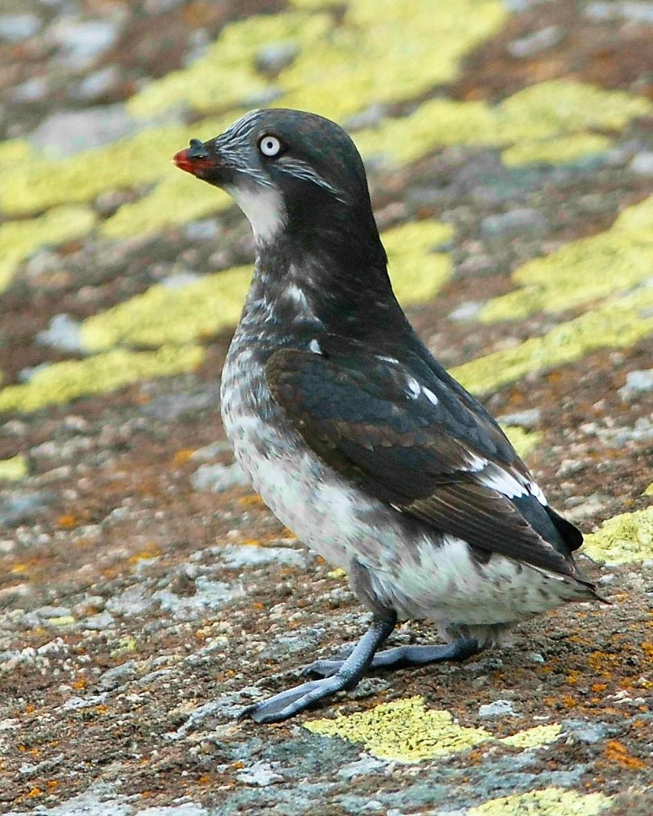 Least Auklet Photo by David Hollie