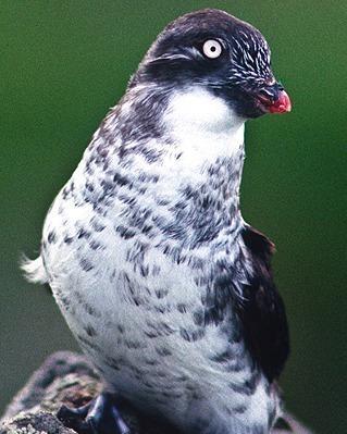 Least Auklet Photo by Pete Myers