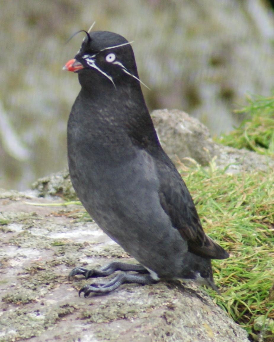 Whiskered Auklet Photo by Alex Wang