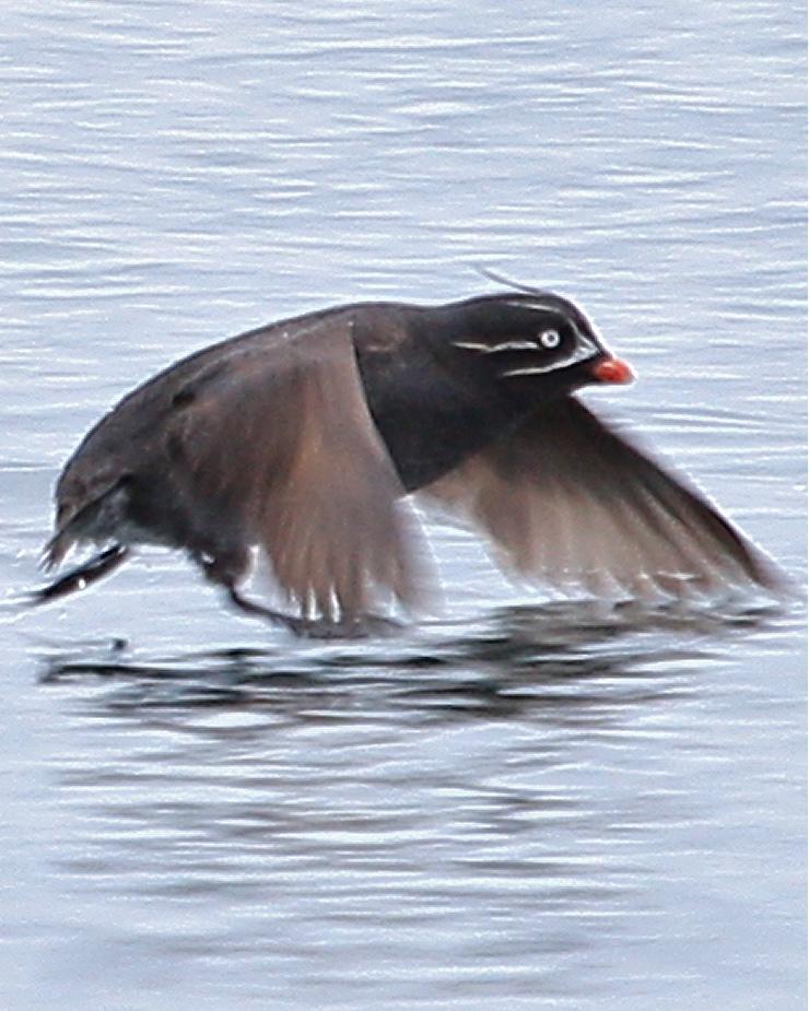 Whiskered Auklet Photo by Monte Taylor
