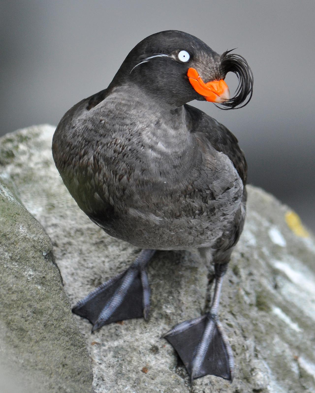 Crested Auklet Photo by Ryan P. O'Donnell