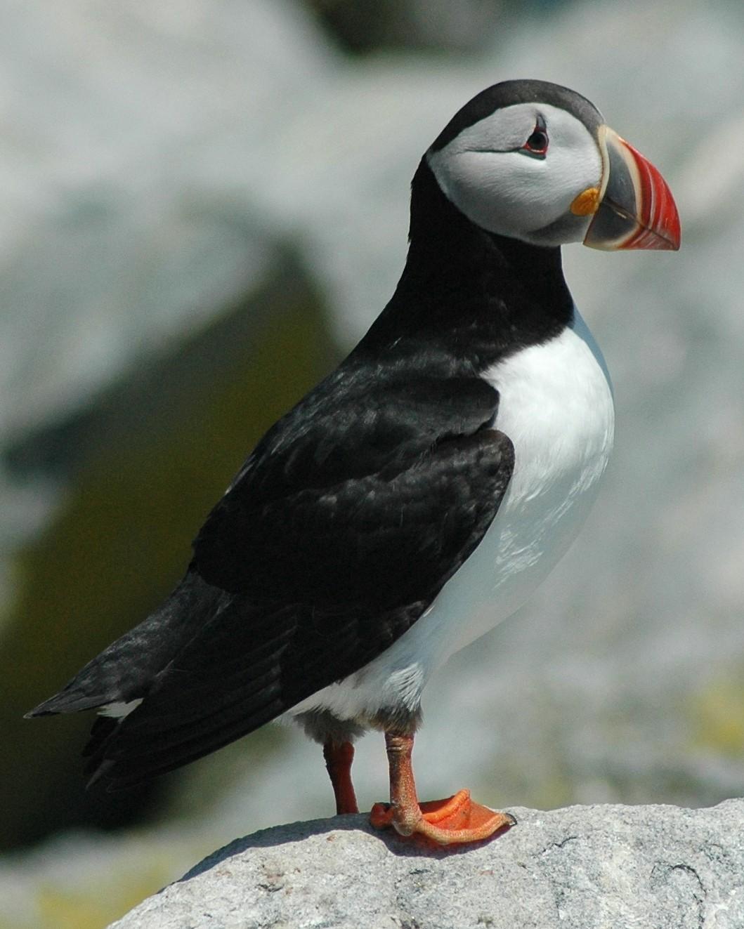Atlantic Puffin Photo by David Hollie