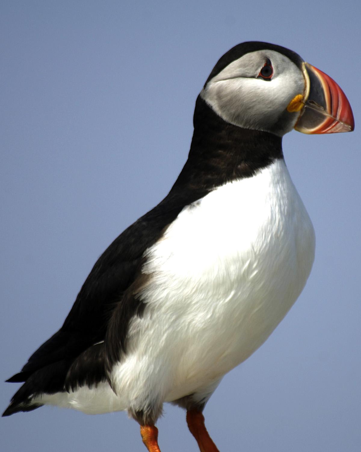 Atlantic Puffin Photo by Magill Weber
