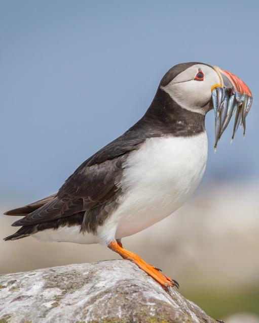 Atlantic Puffin Photo by Mike Barth