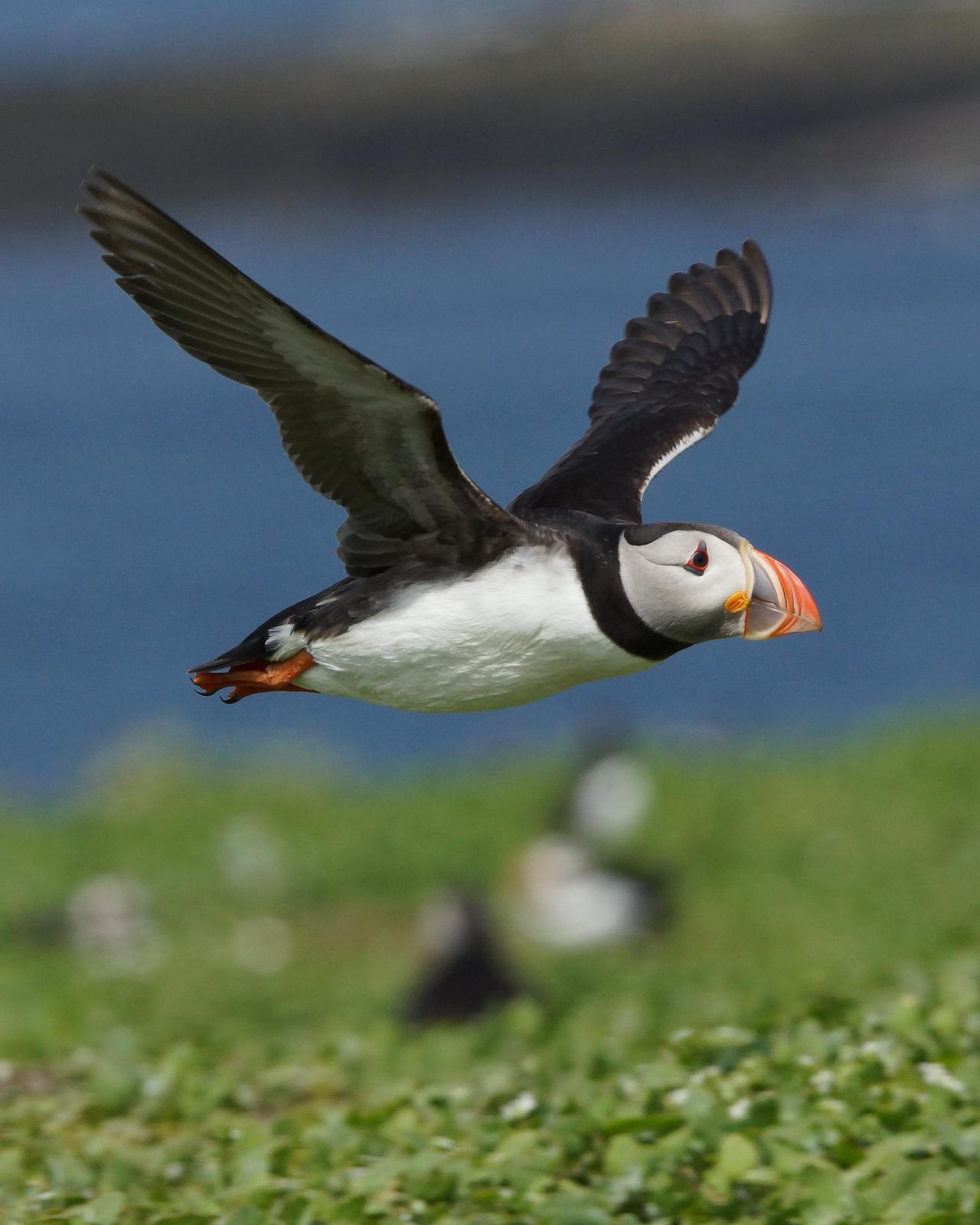 Atlantic Puffin Photo by Steve Percival