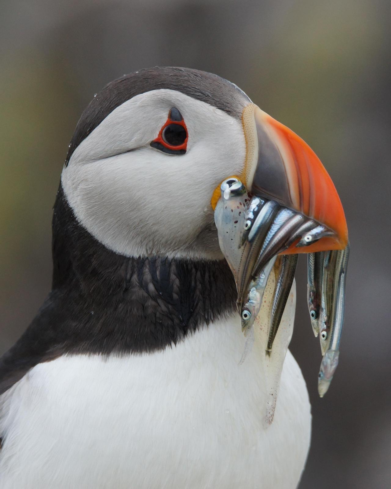 Atlantic Puffin Photo by Steve Percival