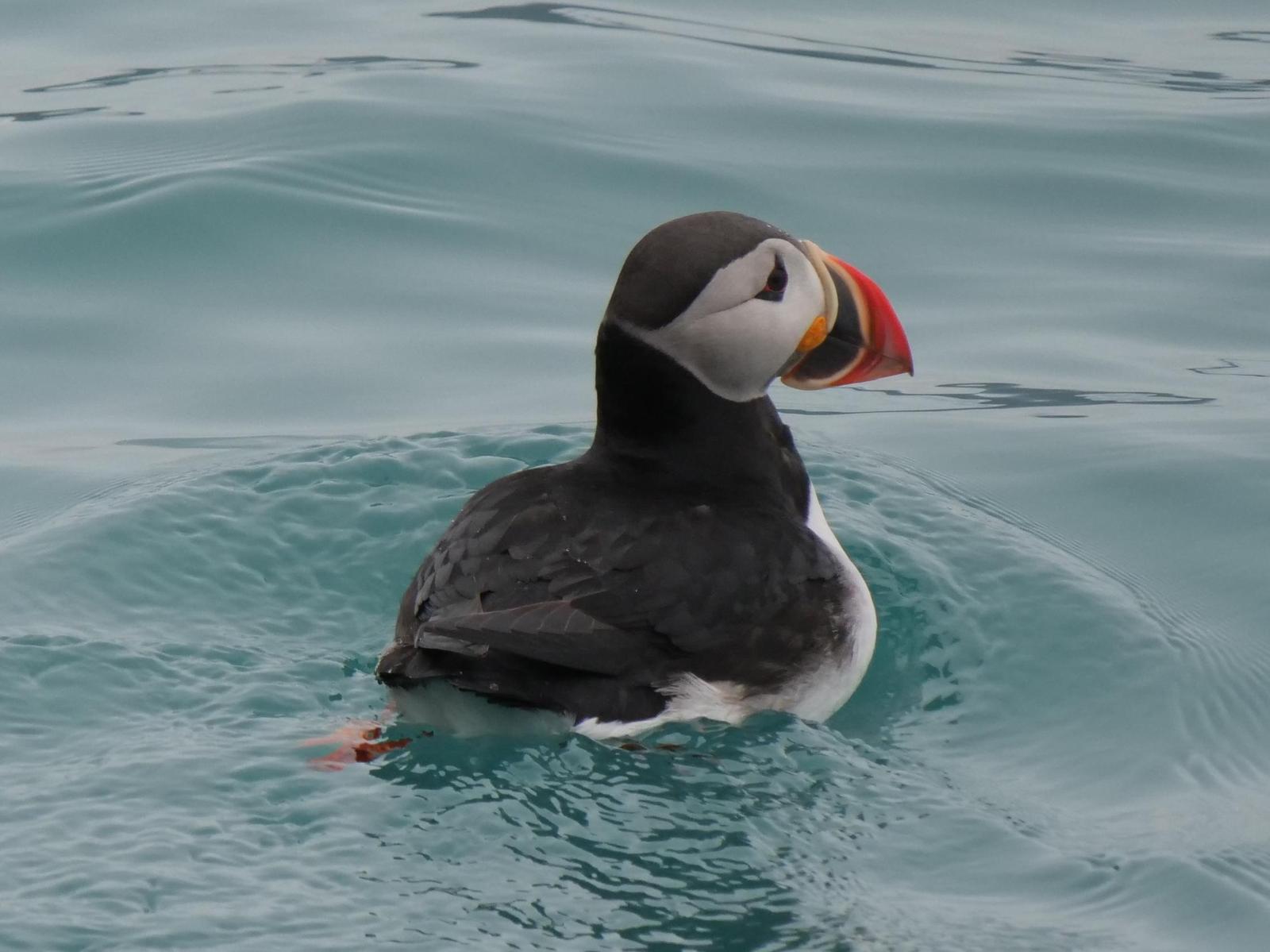 Atlantic Puffin Photo by Peter Lowe