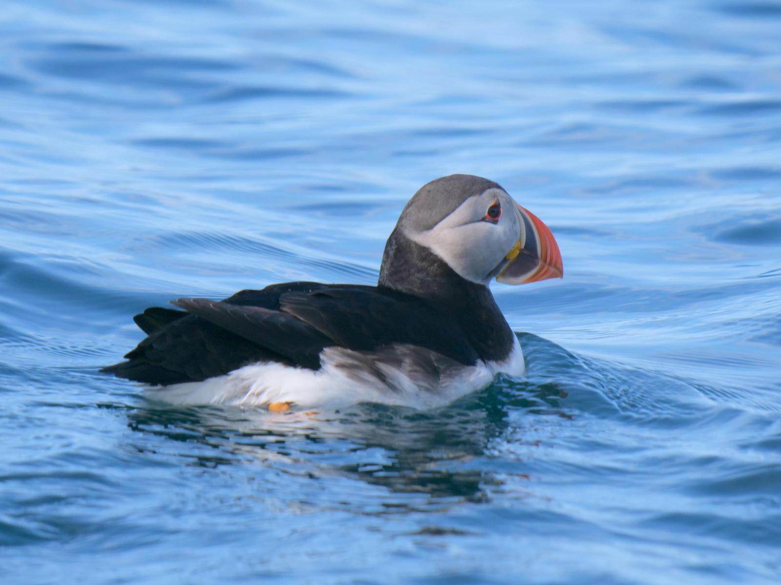 Atlantic Puffin Photo by Peter Lowe