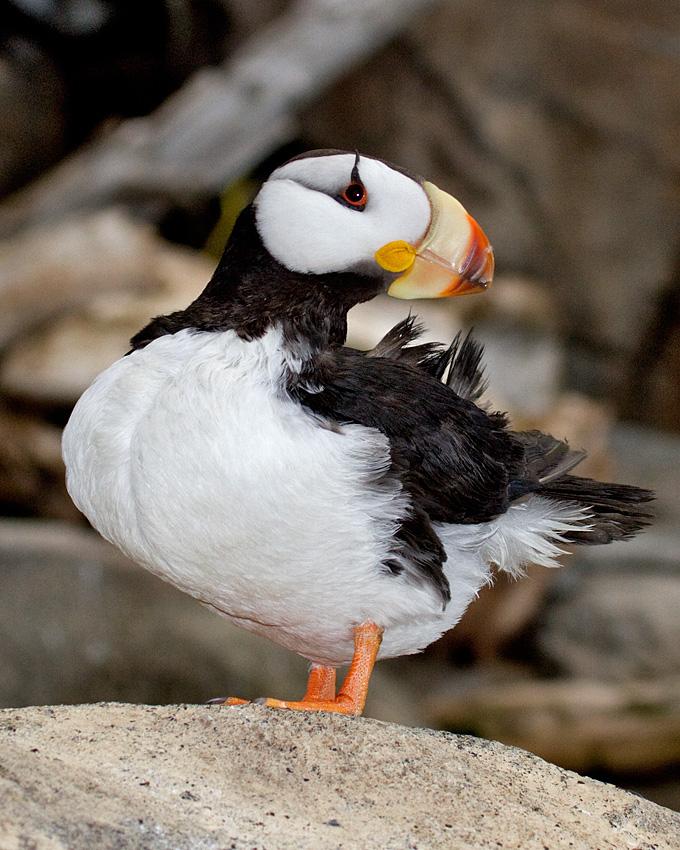 Horned Puffin Photo by Arlene Ripley