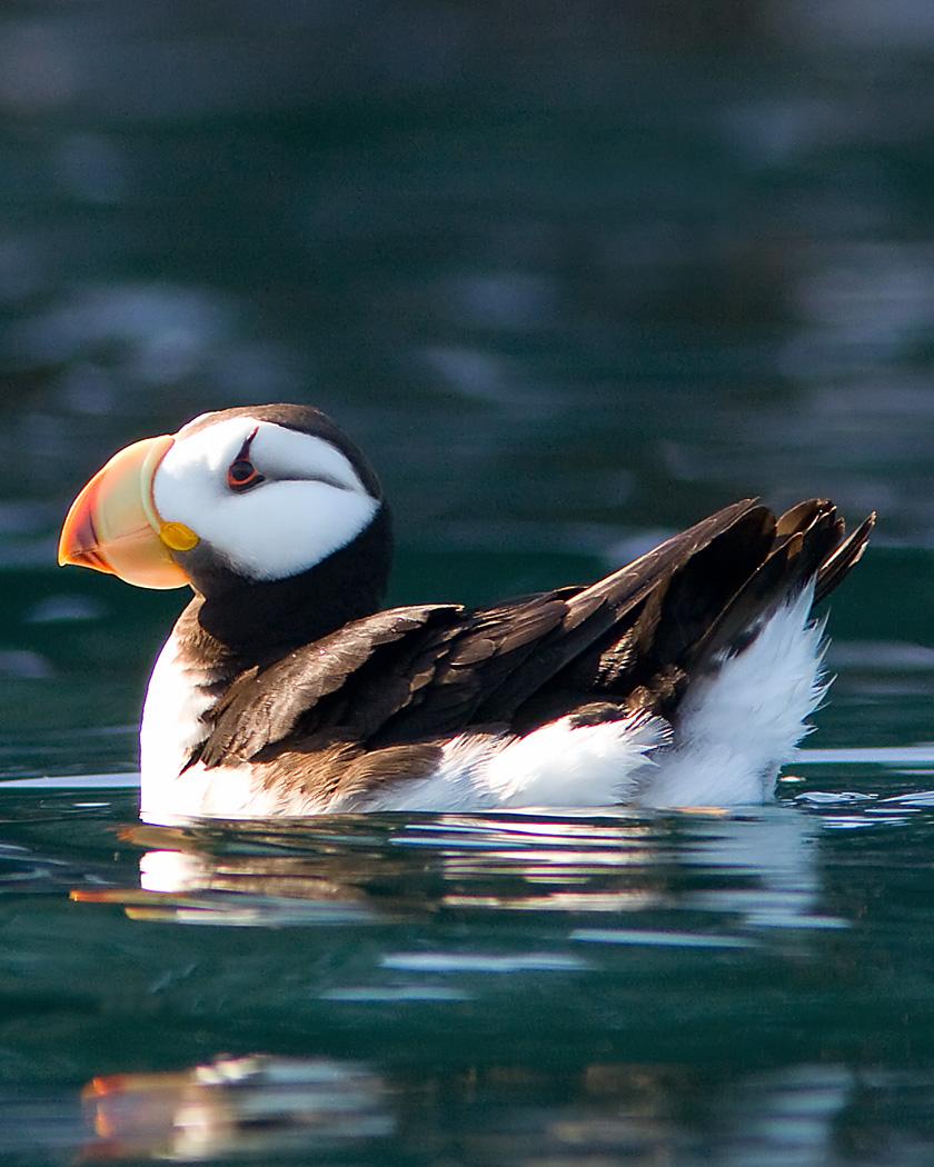 Horned Puffin Photo by Josh Haas