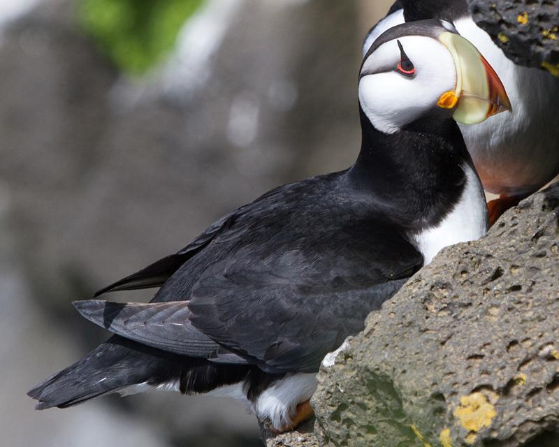 Horned Puffin Photo by Ashley Bradford