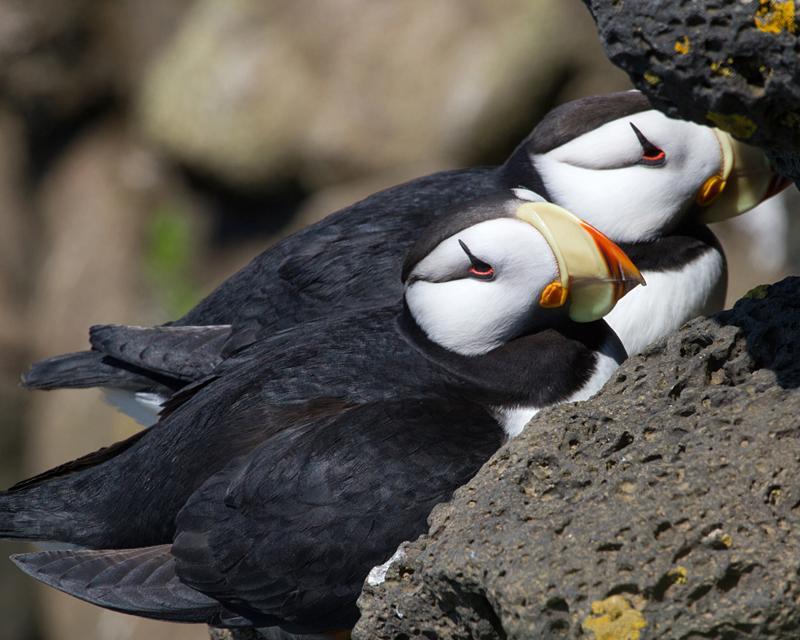 Horned Puffin Photo by Ashley Bradford