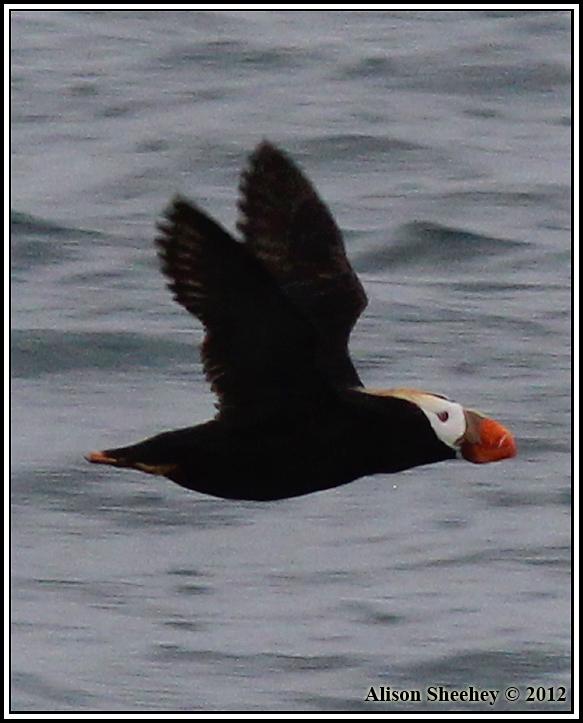 Tufted Puffin Photo by Alison Sheehey
