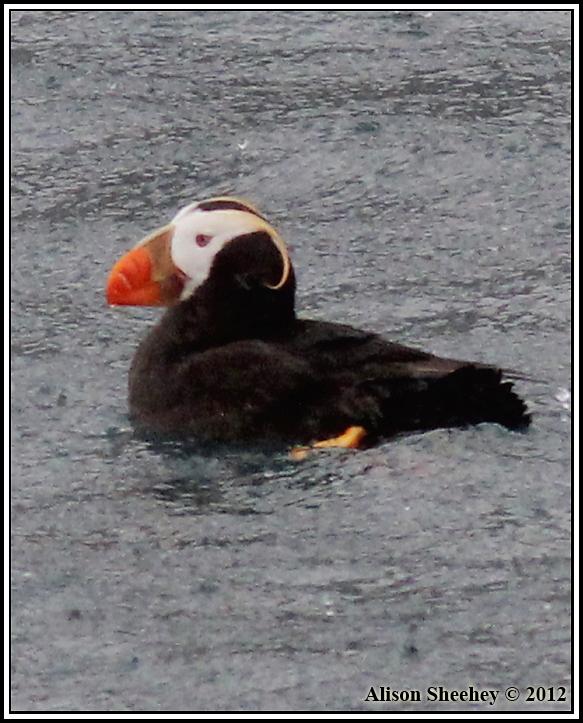 Tufted Puffin Photo by Alison Sheehey