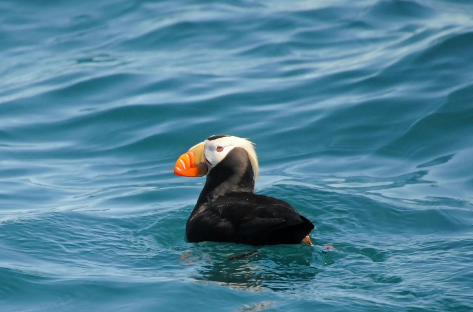 Tufted Puffin Photo by Steven Mlodinow
