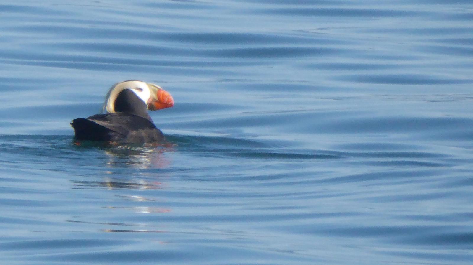 Tufted Puffin Photo by Daliel Leite