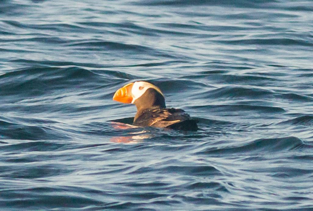 Tufted Puffin Photo by Jeannette Piecznski