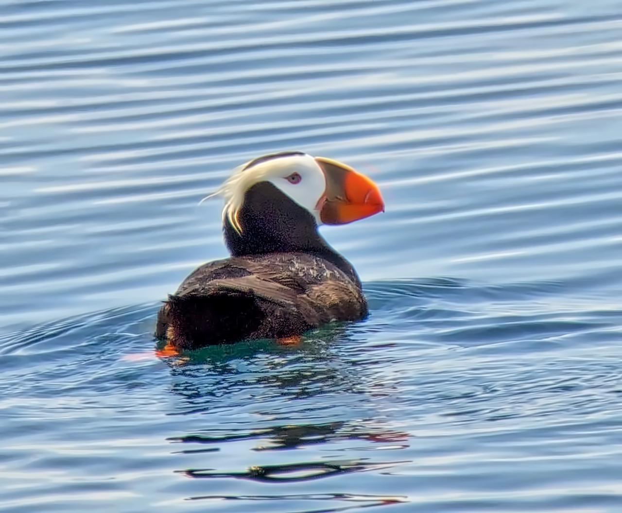 Tufted Puffin Photo by Brian Avent