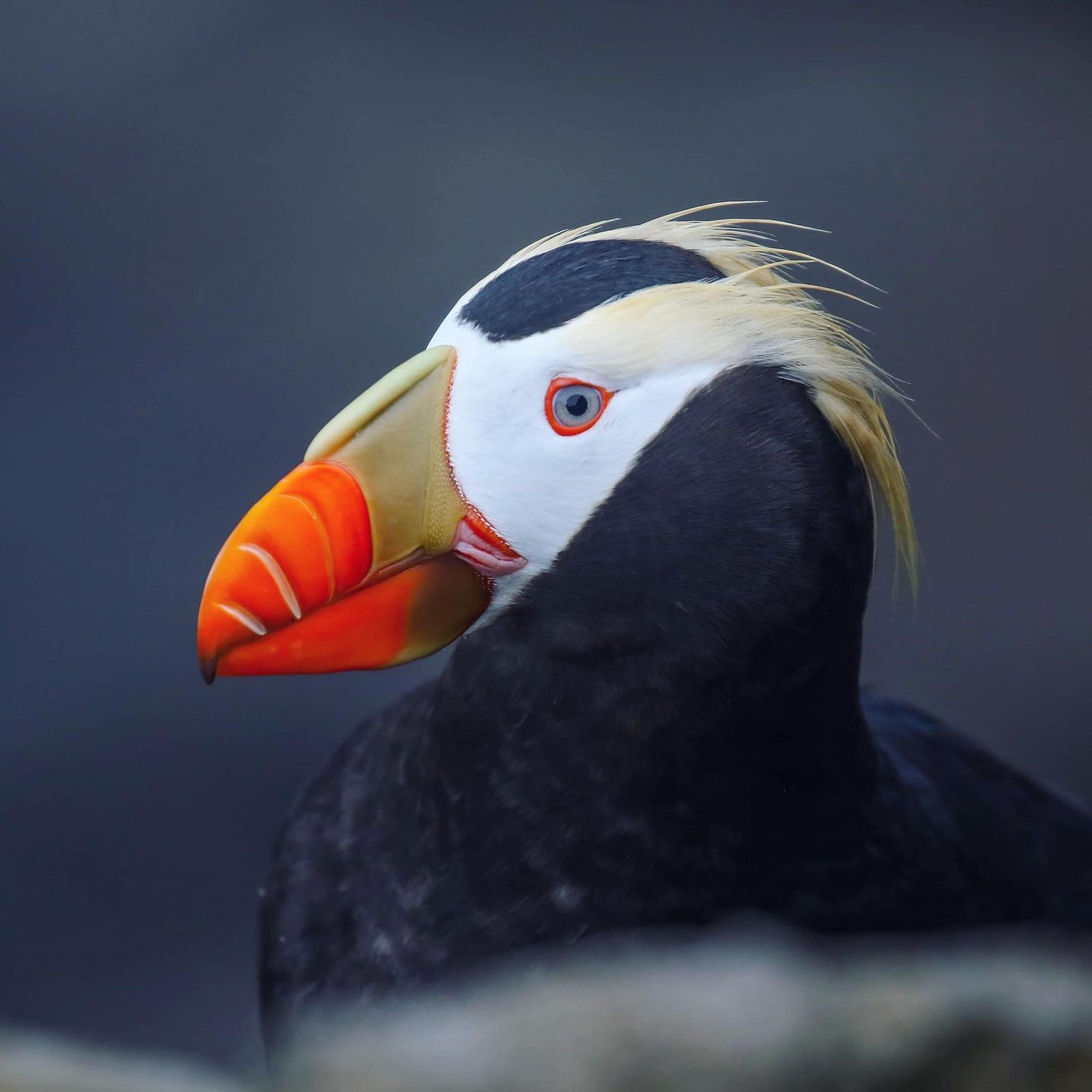 Tufted Puffin Photo by Tom Ford-Hutchinson