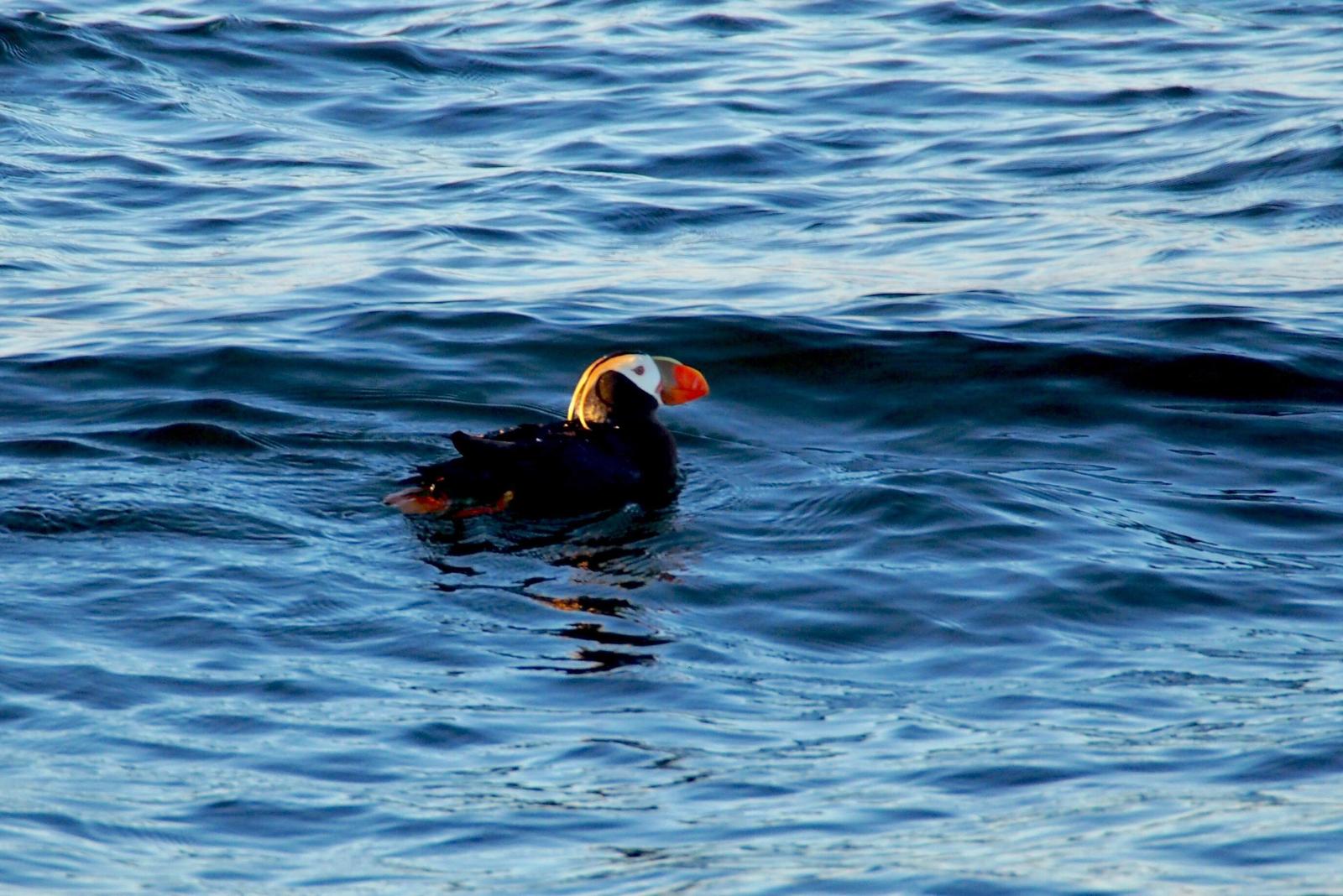 Tufted Puffin Photo by Heidi Belinsky