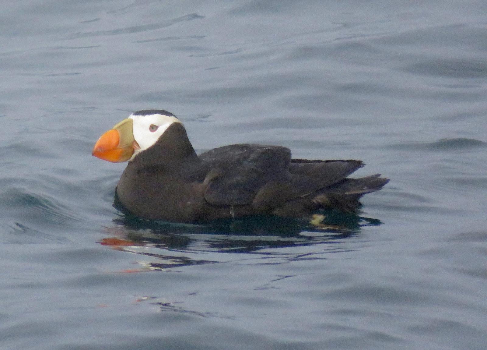 Tufted Puffin Photo by Don Glasco