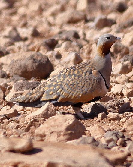 Black-bellied Sandgrouse Photo by Stephen Daly