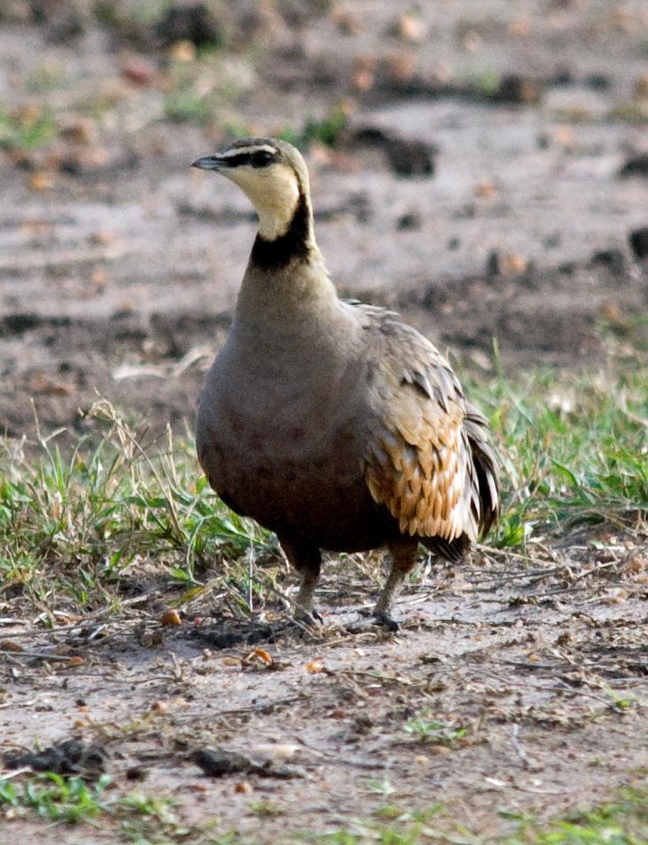 Yellow-throated Sandgrouse Photo by Carol Foil