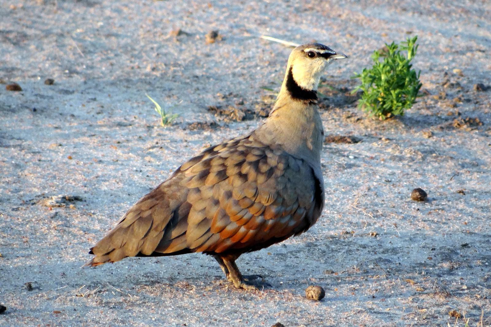 Yellow-throated Sandgrouse Photo by Todd A. Watkins