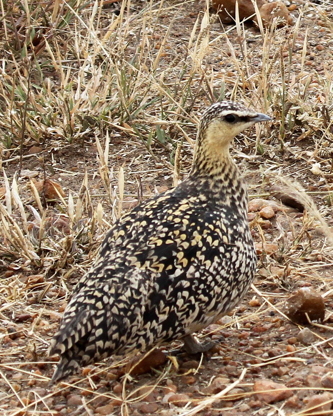 Yellow-throated Sandgrouse Photo by David Lang