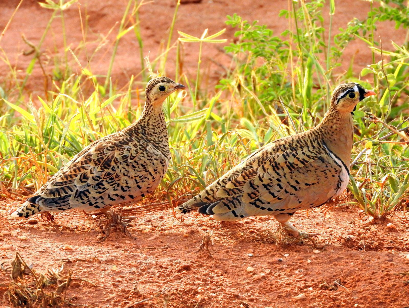 Black-faced Sandgrouse Photo by Todd A. Watkins