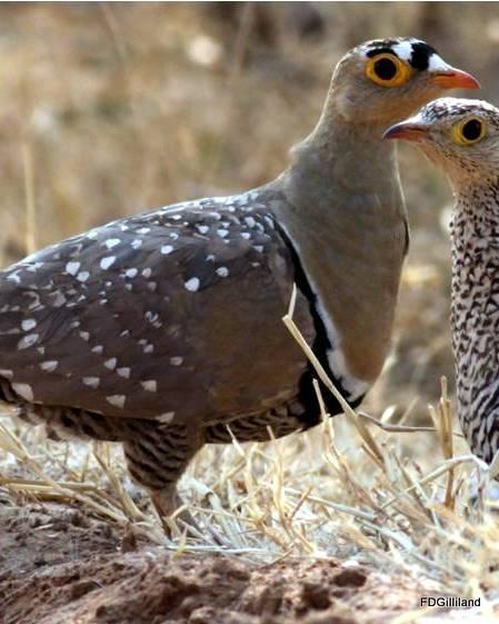 Double-banded Sandgrouse Photo by Frank Gilliland