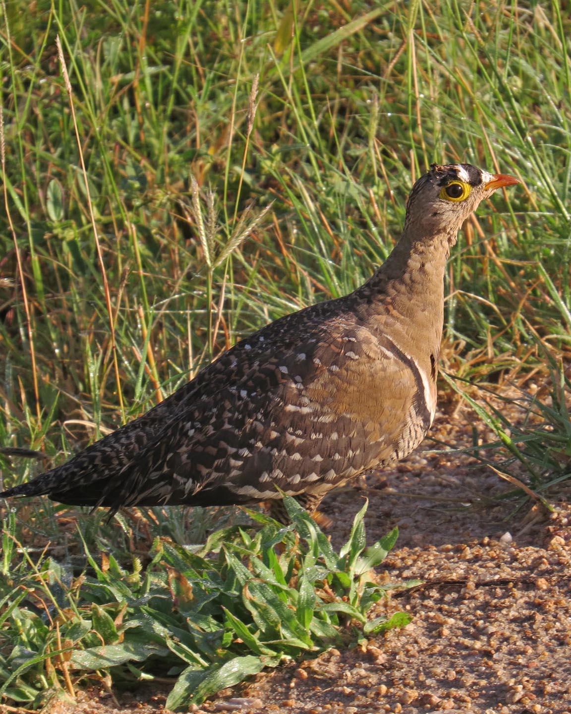 Double-banded Sandgrouse Photo by Peter Boesman