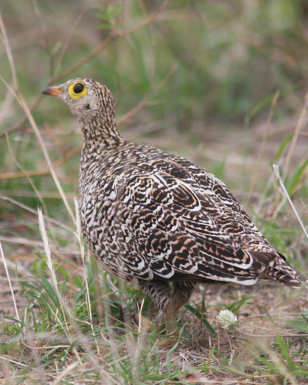 Double-banded Sandgrouse Photo by Henk Baptist