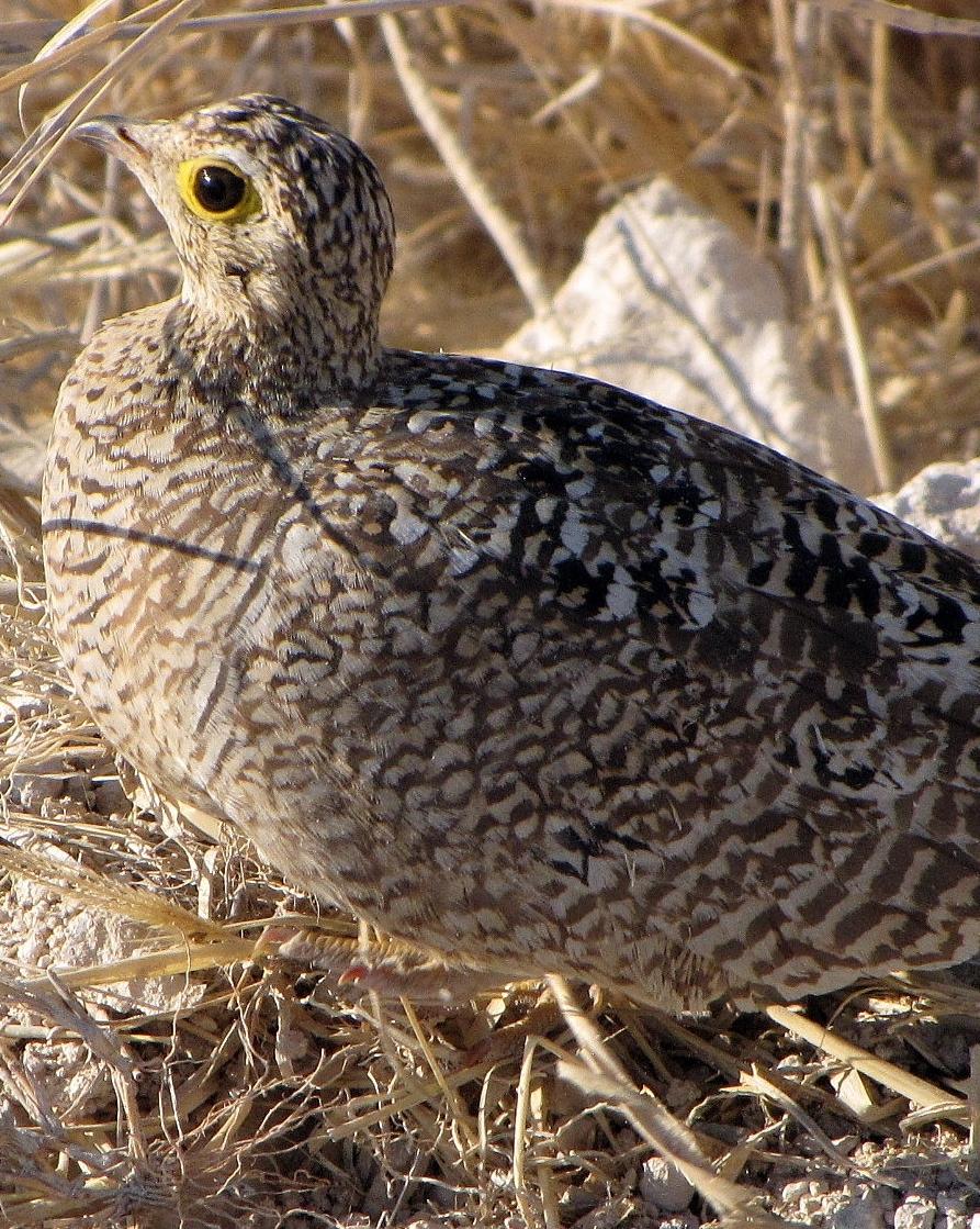 Double-banded Sandgrouse Photo by Richard  Lowe