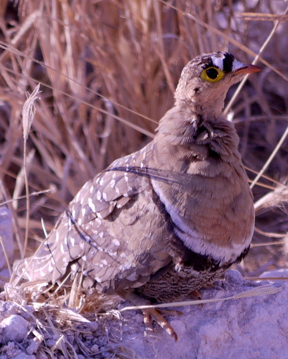 Double-banded Sandgrouse Photo by Peter Lowe