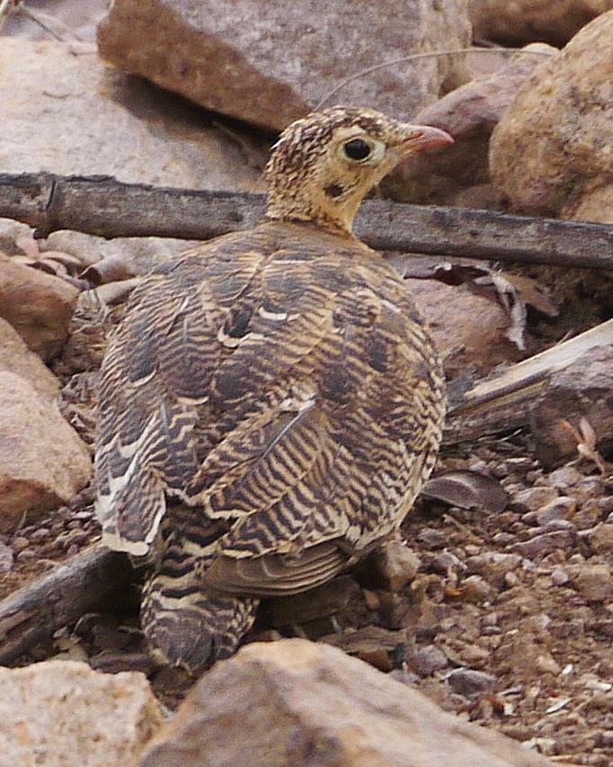 Painted Sandgrouse Photo by S.R. Gopalan