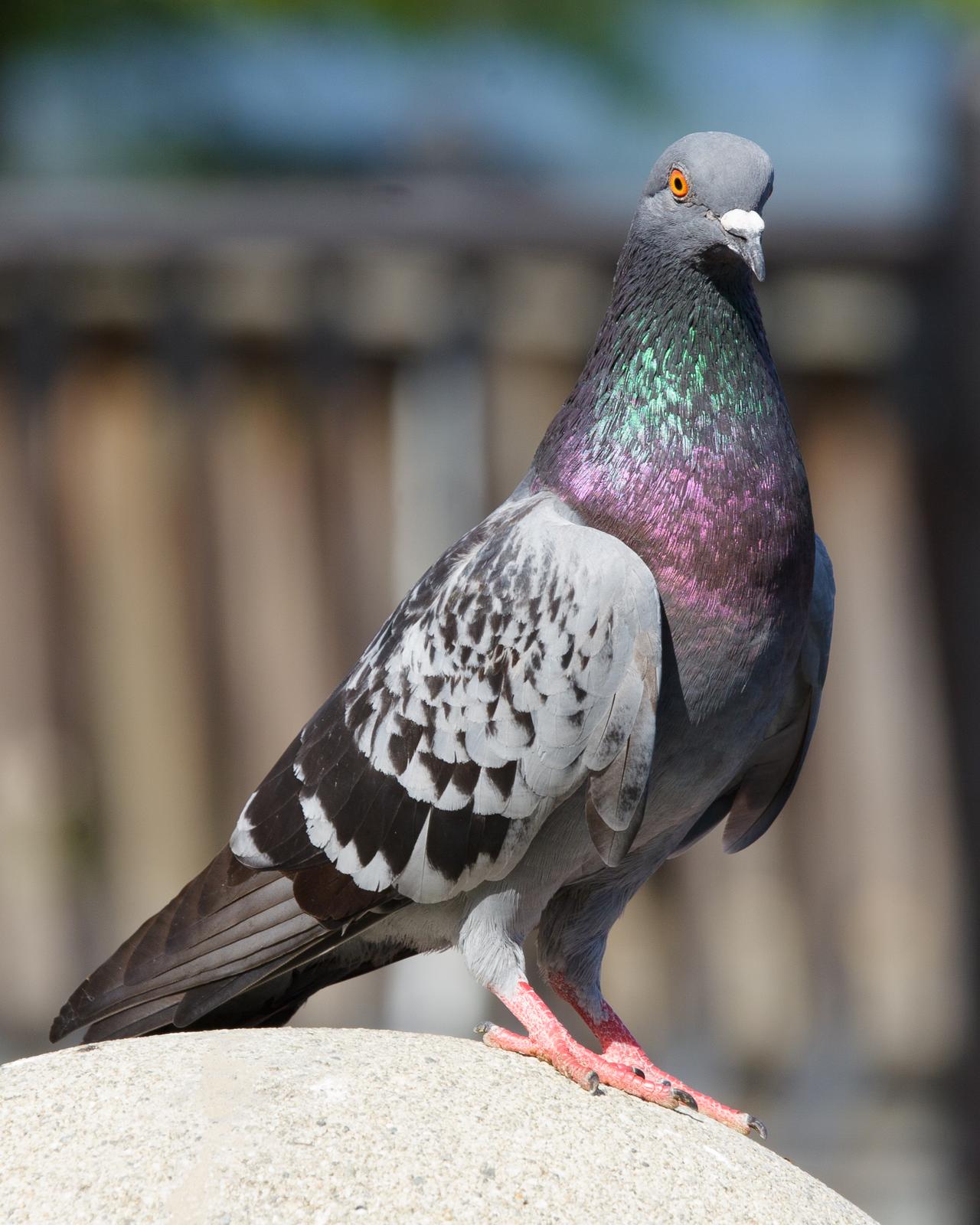 Rock Pigeon Photo by JC Knoll