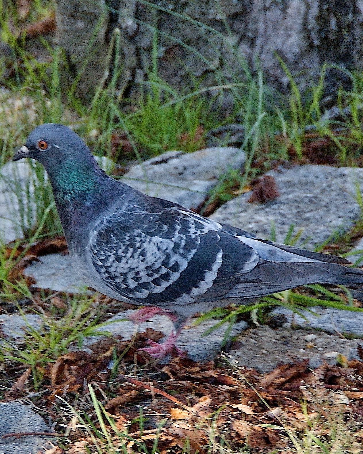 Rock Pigeon Photo by Gerald Hoekstra