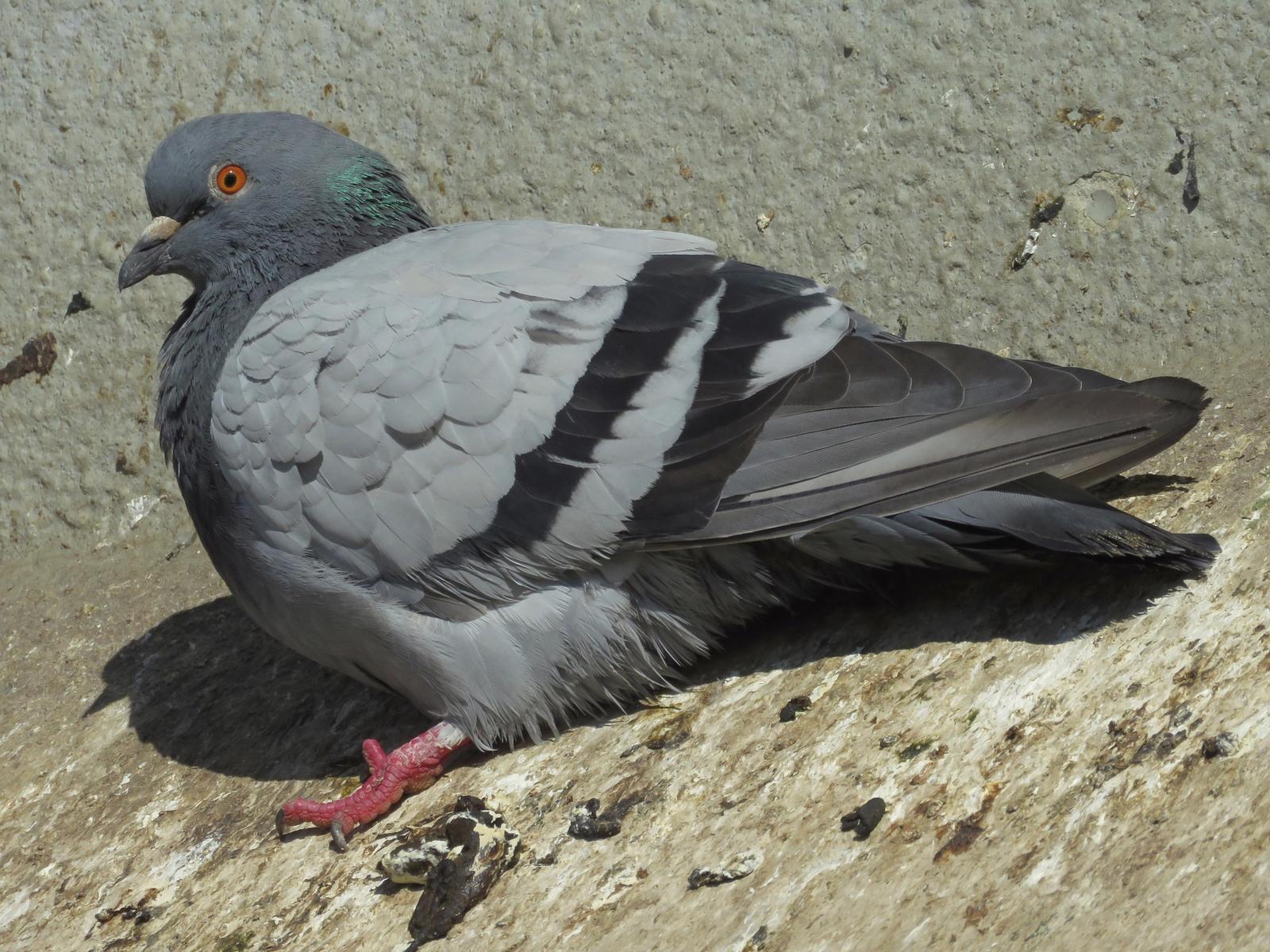 Rock Pigeon Photo by Bob Neugebauer