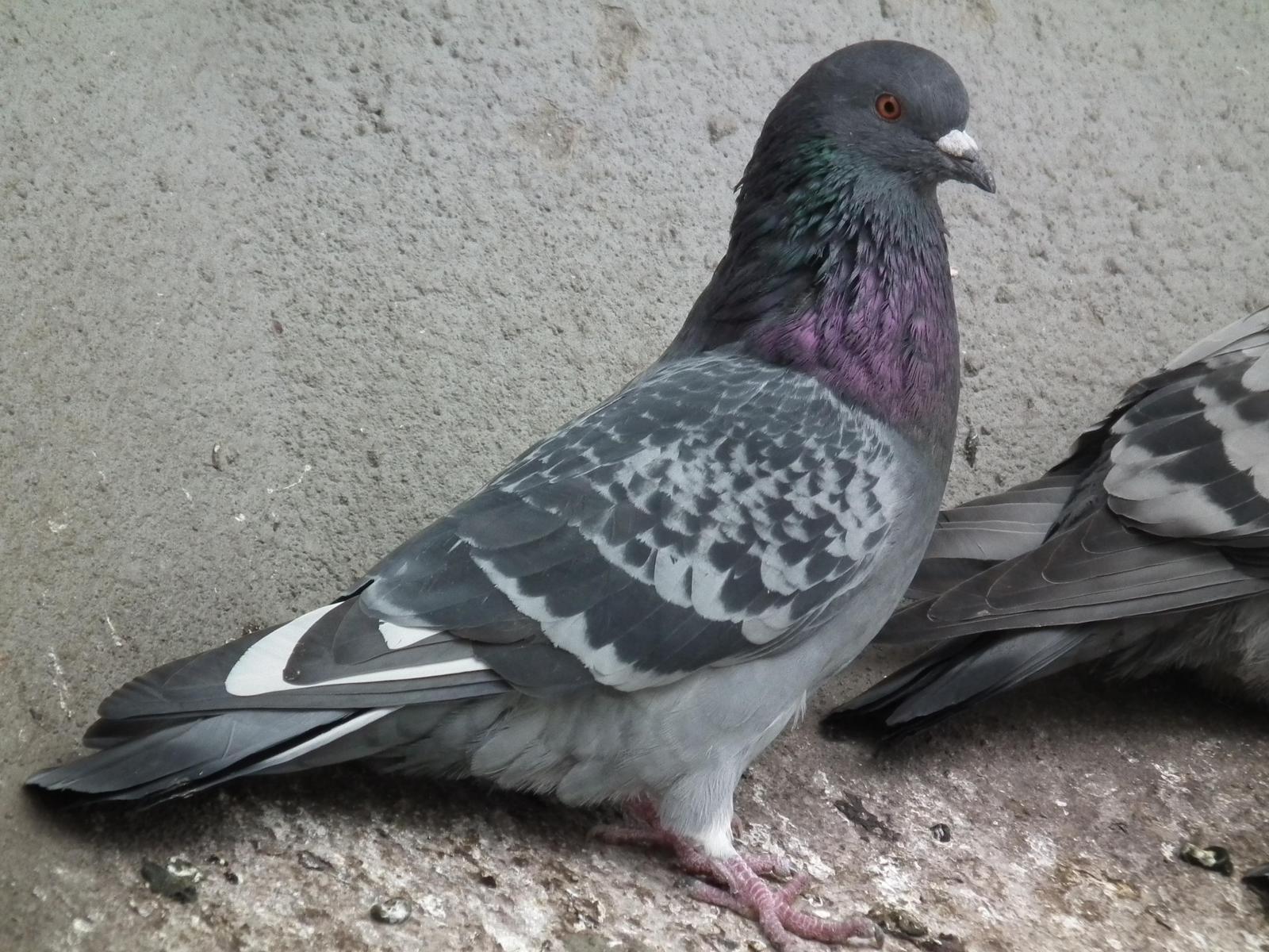 Rock Pigeon Photo by Enid Bachman