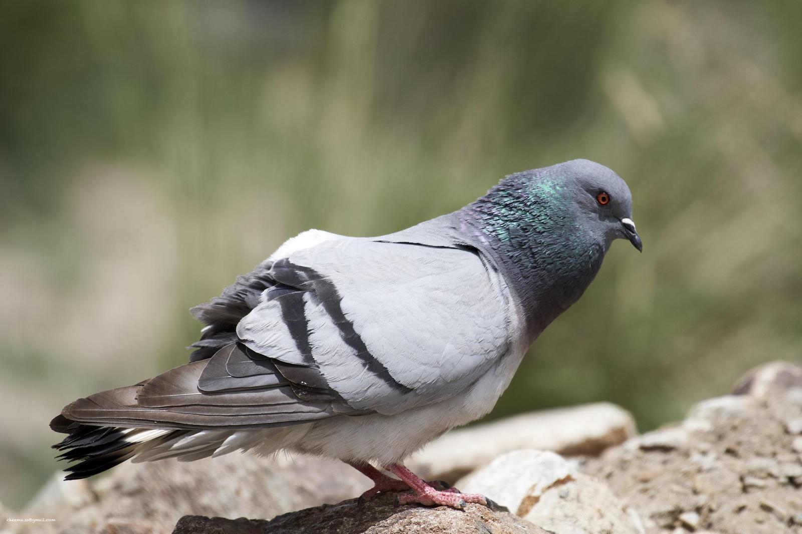 Hill Pigeon Photo by Simepreet Cheema