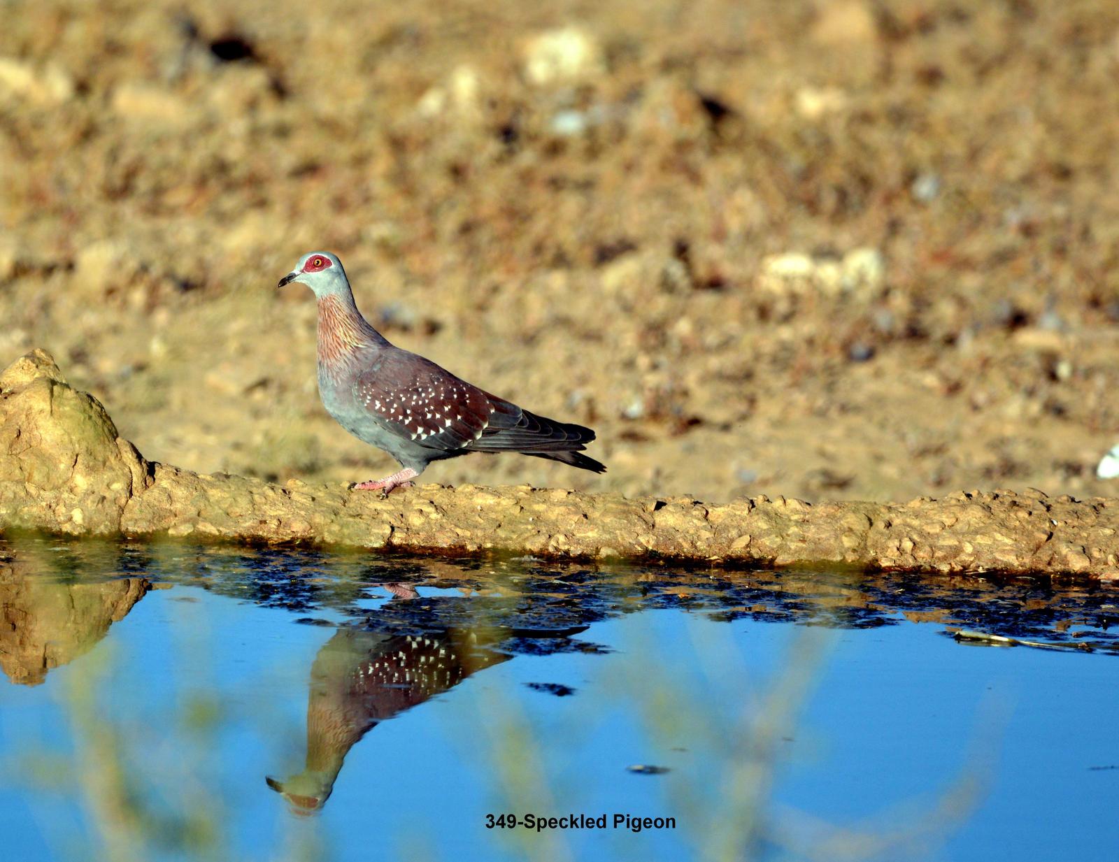 Speckled Pigeon Photo by Richard  Lowe