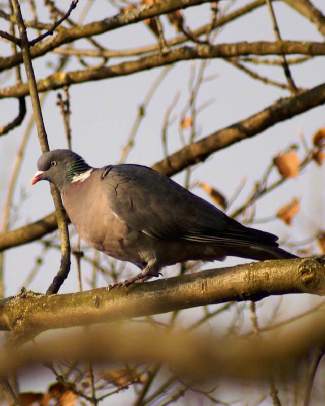 Common Wood-Pigeon Photo by Natalie Raeber