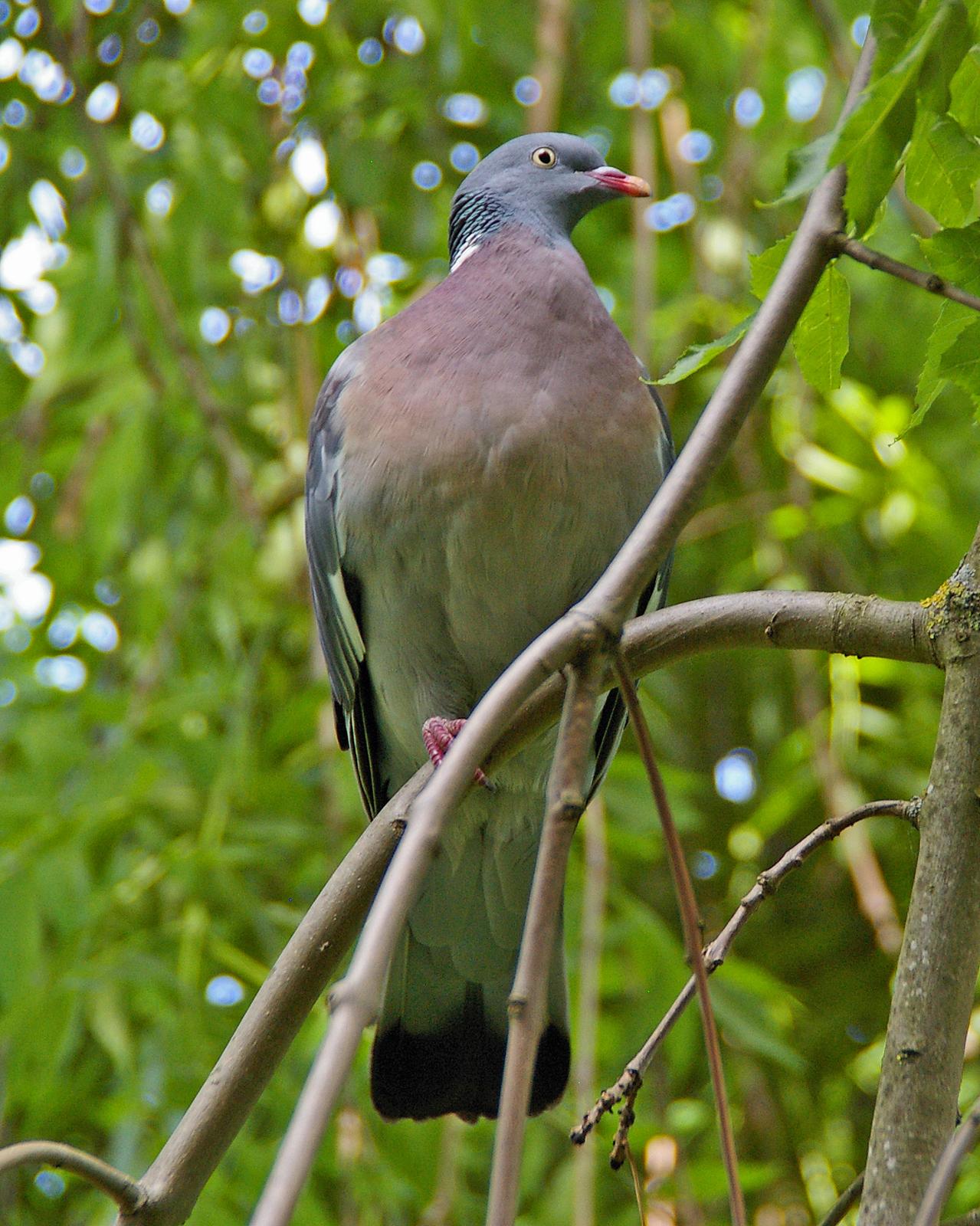 Common Wood-Pigeon Photo by Robert Polkinghorn