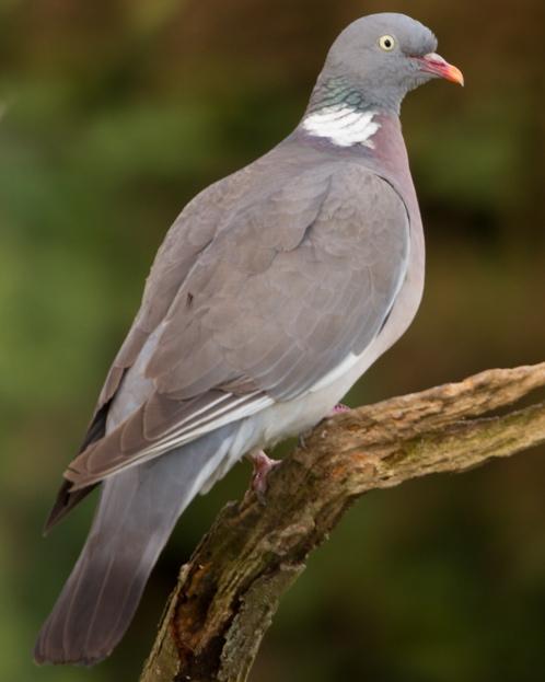 Common Wood-Pigeon Photo by Mike Barth