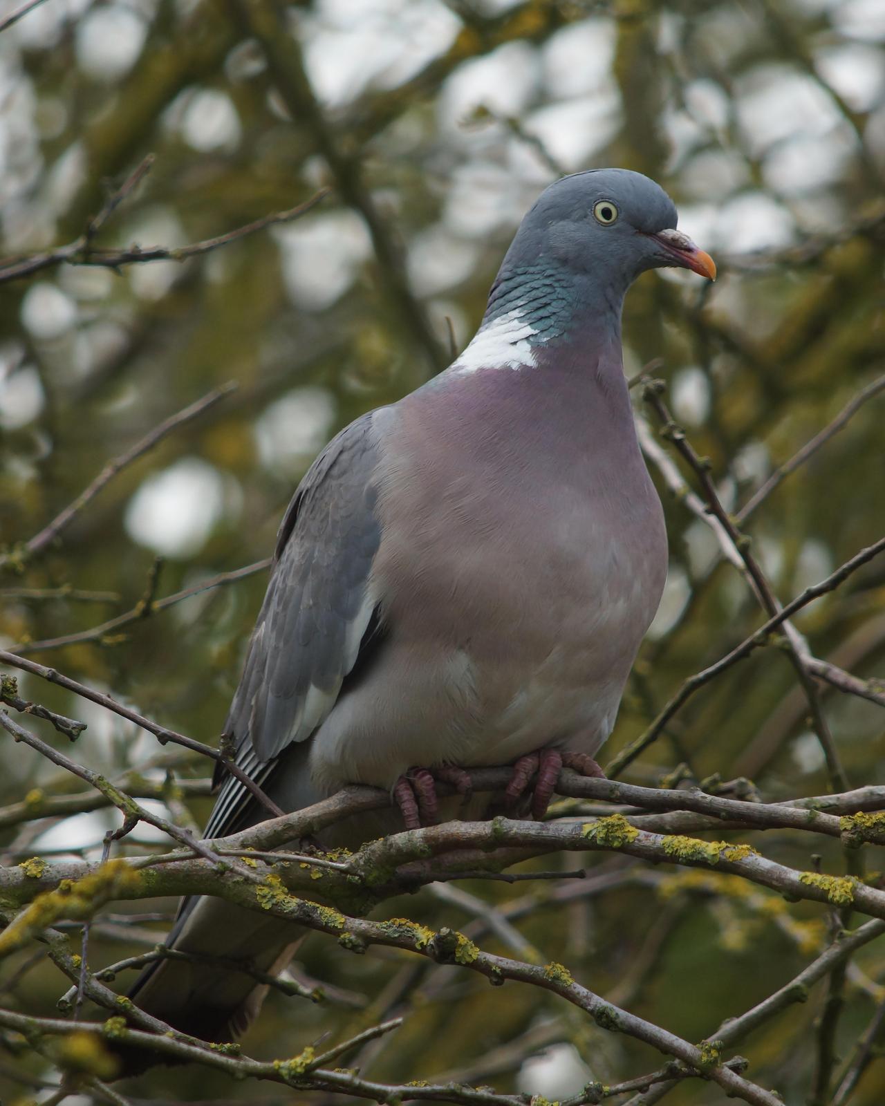 Common Wood-Pigeon Photo by Steve Percival