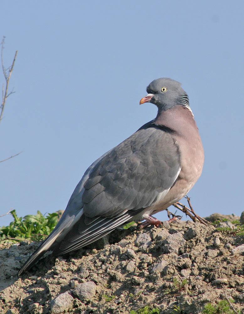 Common Wood-Pigeon Photo by Peter Boesman