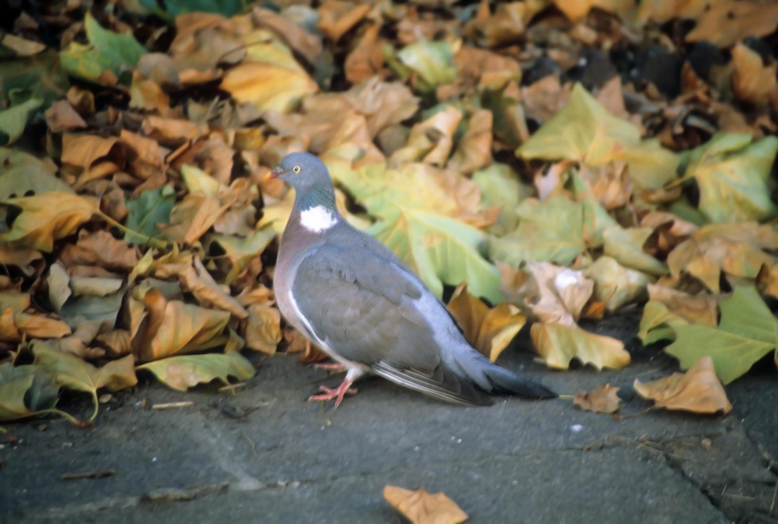 Common Wood-Pigeon Photo by Steven Mlodinow